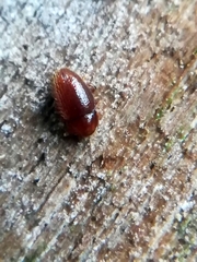 Mycetaea subterranea