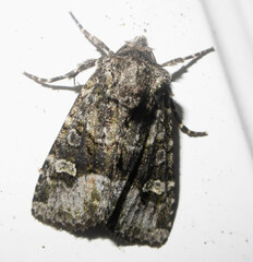 Lacinipolia olivacea