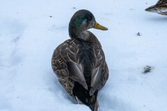 Anas rubripes × platyrhynchos