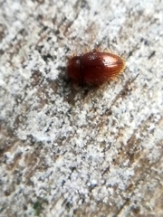 Mycetaea subterranea