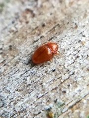 Mycetaea subterranea