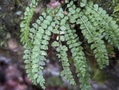 Asplenium viride image