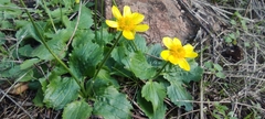 Ranunculus bullatus