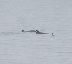 Tursiops truncatus ponticus