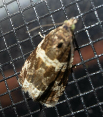 Olethreutes versicolorana