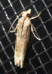 Eucosma ochroterminana