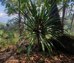 Dracaena cochinchinensis