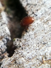 Mycetaea subterranea