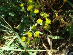 Bupleurum rotundifolium