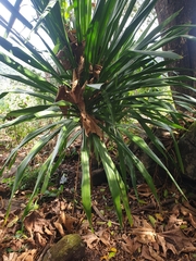 Dracaena cochinchinensis