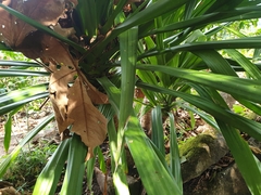 Dracaena cochinchinensis