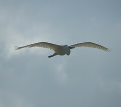 Ardea herodias occidentalis
