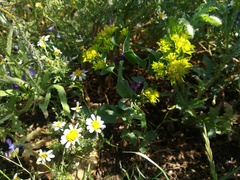 Bupleurum rotundifolium