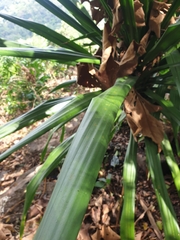 Dracaena cochinchinensis