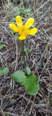 Ranunculus bullatus