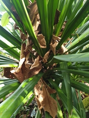 Dracaena cochinchinensis