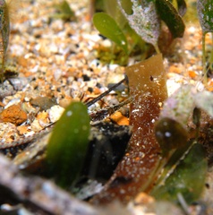 Vanacampus poecilolaemus