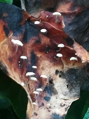 Marasmius epiphyllus
