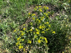 Bupleurum rotundifolium