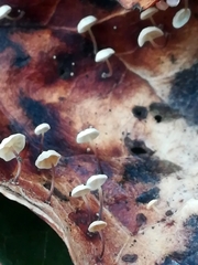 Marasmius epiphyllus