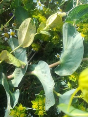 Bupleurum rotundifolium