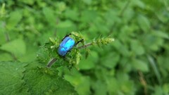 Hoplia coerulea