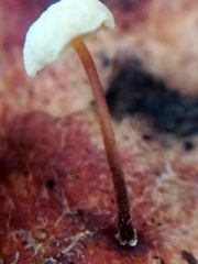 Marasmius epiphyllus