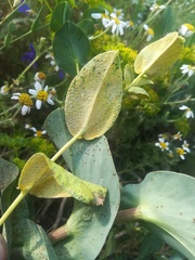 Bupleurum rotundifolium