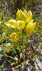 Orthochilus tabularis