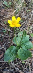 Ranunculus bullatus