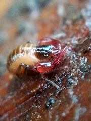 Neobisium