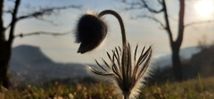 Pulsatilla montana