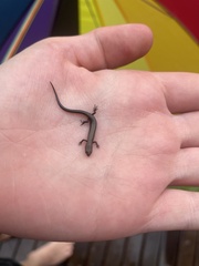 Trachylepis depressa