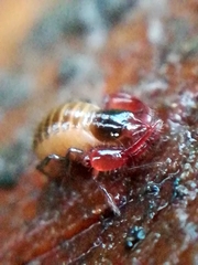 Neobisium