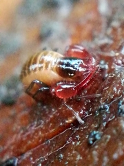Neobisium