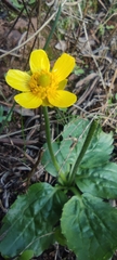 Ranunculus bullatus