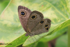 Ypthima confusa
