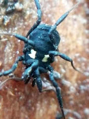 Nemastoma bimaculatum
