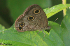 Ypthima confusa