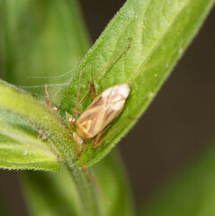 Adelphocoris lineolatus