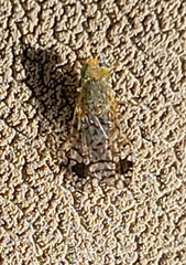 Euarestoides acutangulus