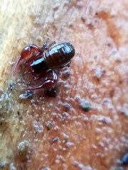 Neobisium