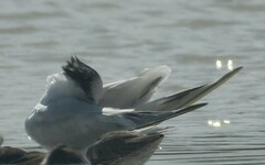 Thalasseus maximus