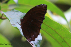 Elymnias hypermnestra undularis