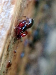Neobisium