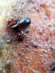 Neobisium