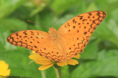 Phalanta phalantha phalantha