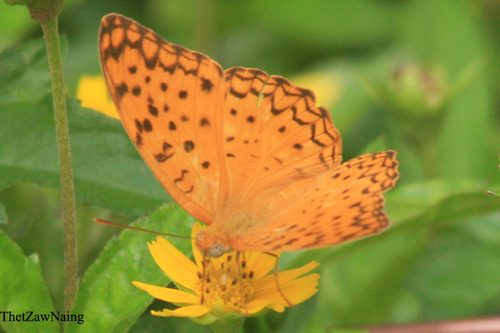 Asian Common Leopard