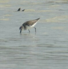 Calidris