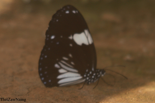 Magpie Crow